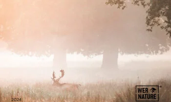 WERNATURE-2024-350x210